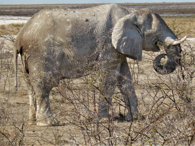 Elephant